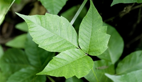 Spotting, preventing and treating poison ivy outdoors