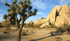 The intriguing beauty of Joshua Tree National Park