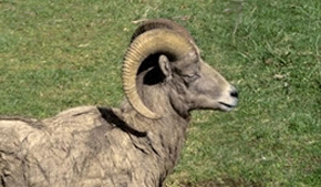North America's iconic animals: The bighorn sheep