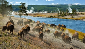 5 amazing facts about Yellowstone National Park