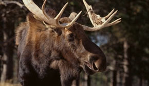 Highlighting the North American moose