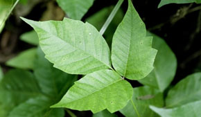 Avoid these 5 poisonous plants