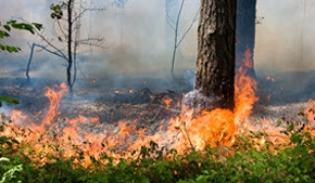 Why fire might actually promote healthy forests